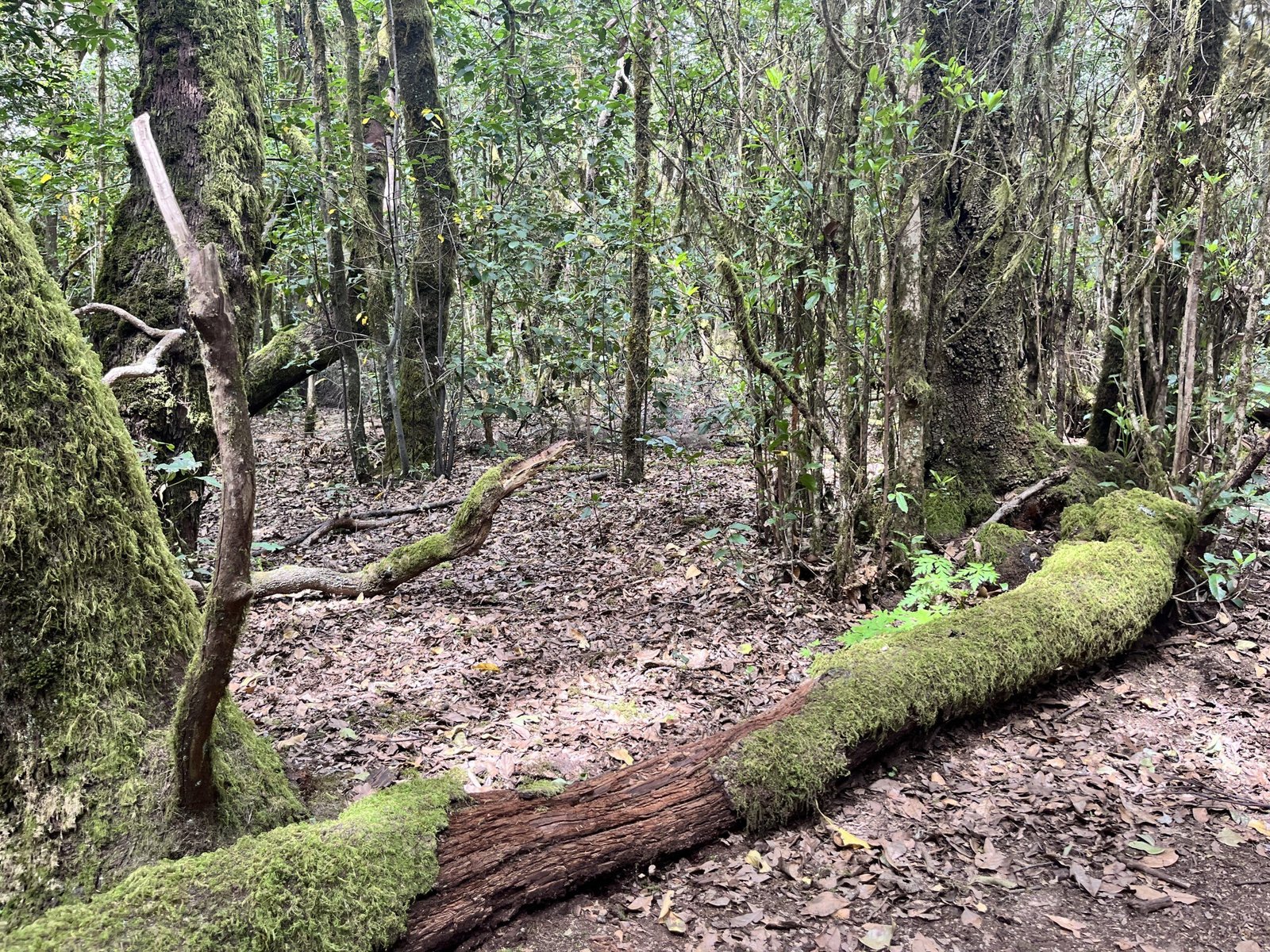 Bosque de laurisilva en el Parque Nacional de Garajonay, La Gomera