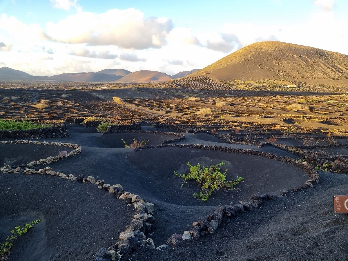 Viñedos volcánicos de La Geria en Lanzarote, con los característicos muros de piedra que protegen las cepas de malvasía.