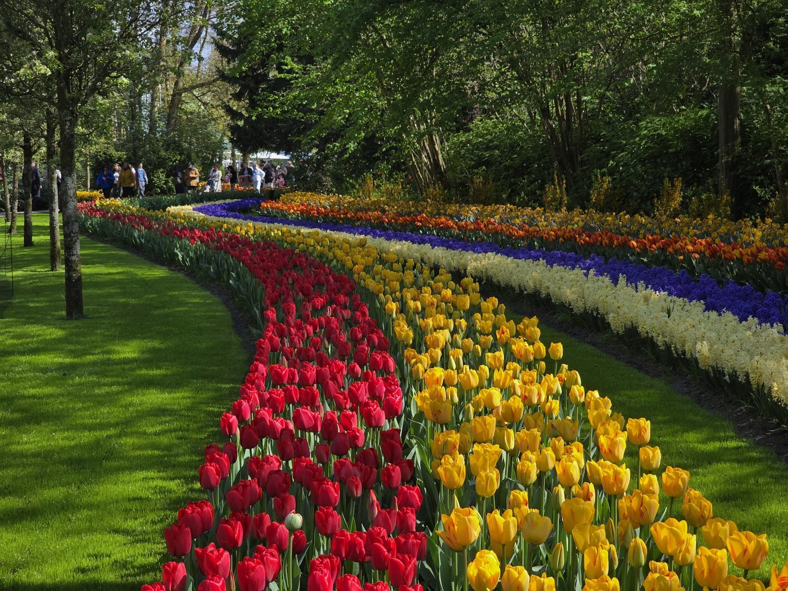 filas de tulipanes rojos y amarillos en Keukenhof