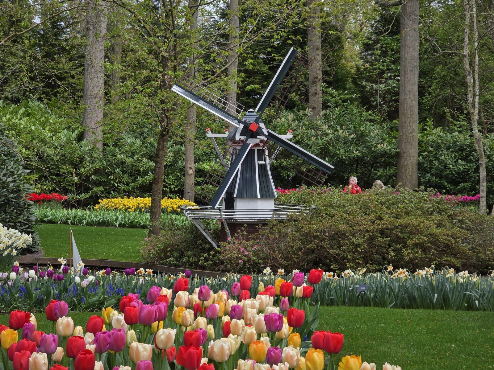 molino de viento en Keukenhof rodeado de tulipanes