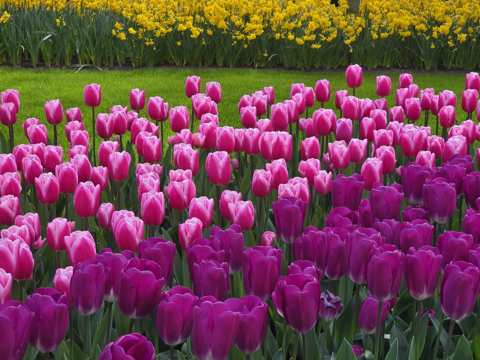 tulipanes rosas y morados en Keukenhof en primavera